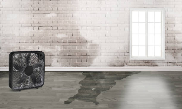 Best Ceiling water damage repair  in Russells Point, OH